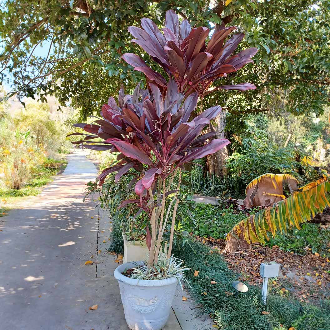 Red Sister Cordyline