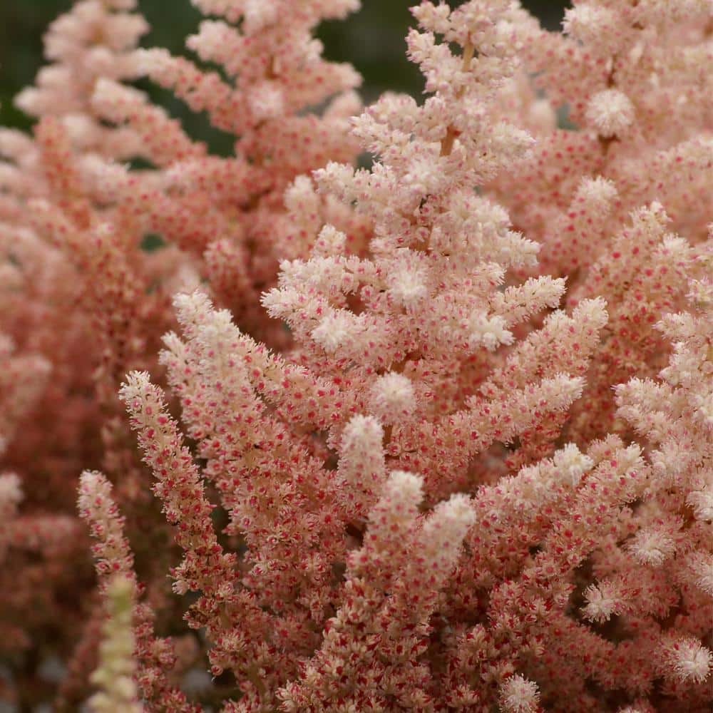 VAN ZYVERDEN Astilbe Exclusive Sara's Coral (Set of 5 Roots) 83836