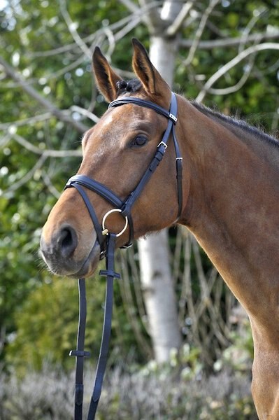 Stübben Waterford Horse Bridle， Black