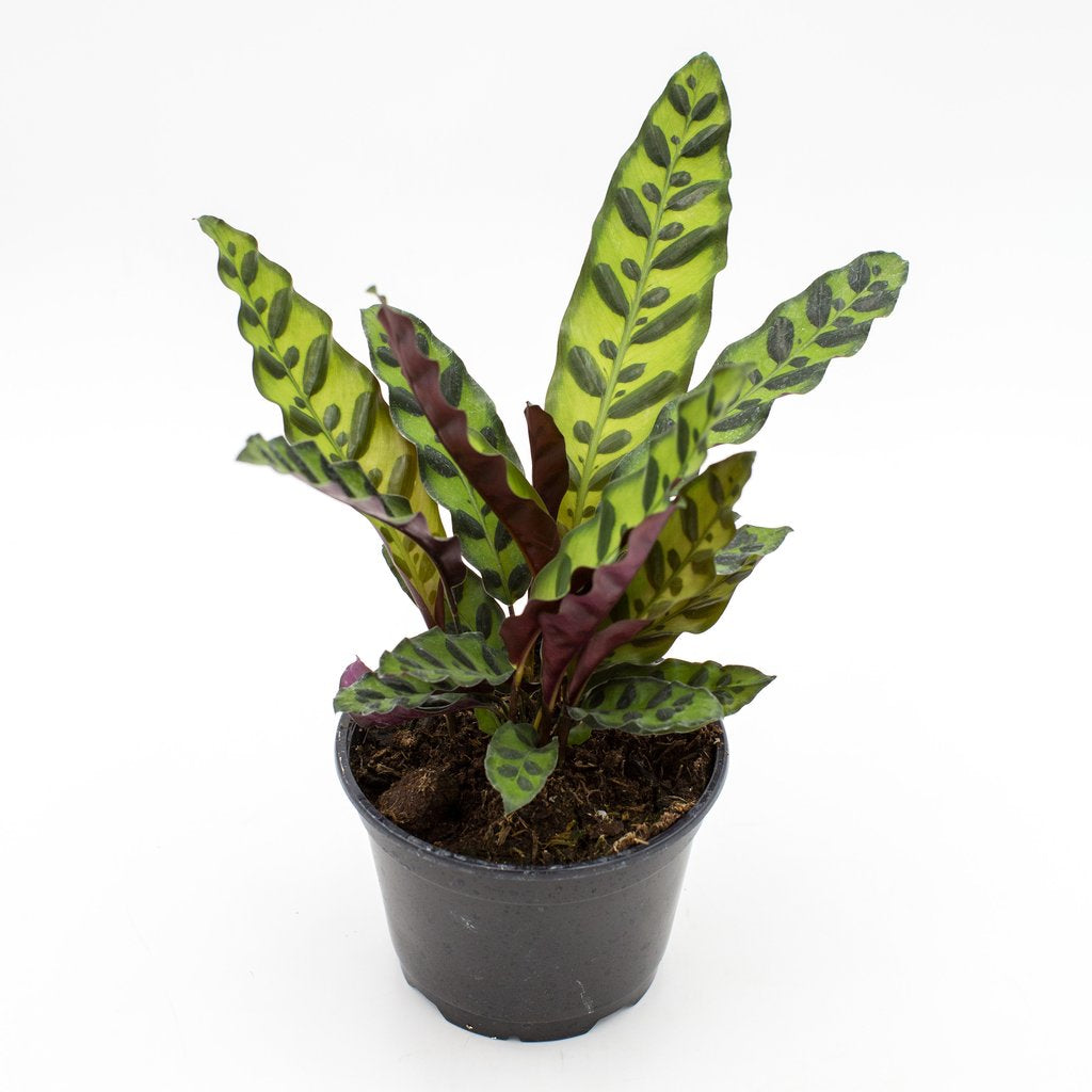 Rattlesnake Calathea - Live Plant in a 4 inch Pot - Calathea Lancifolia - Beautiful Air Purifying Indoor Houseplant