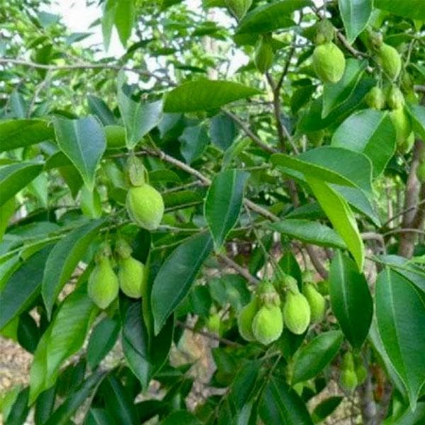 Agar Wood, Eagle Wood - Plant