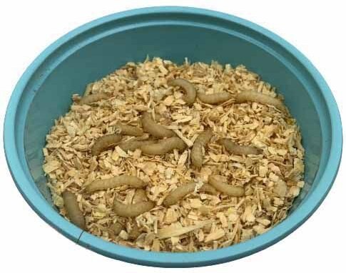 ABDragons Waxworms Small Pet and Reptile Food