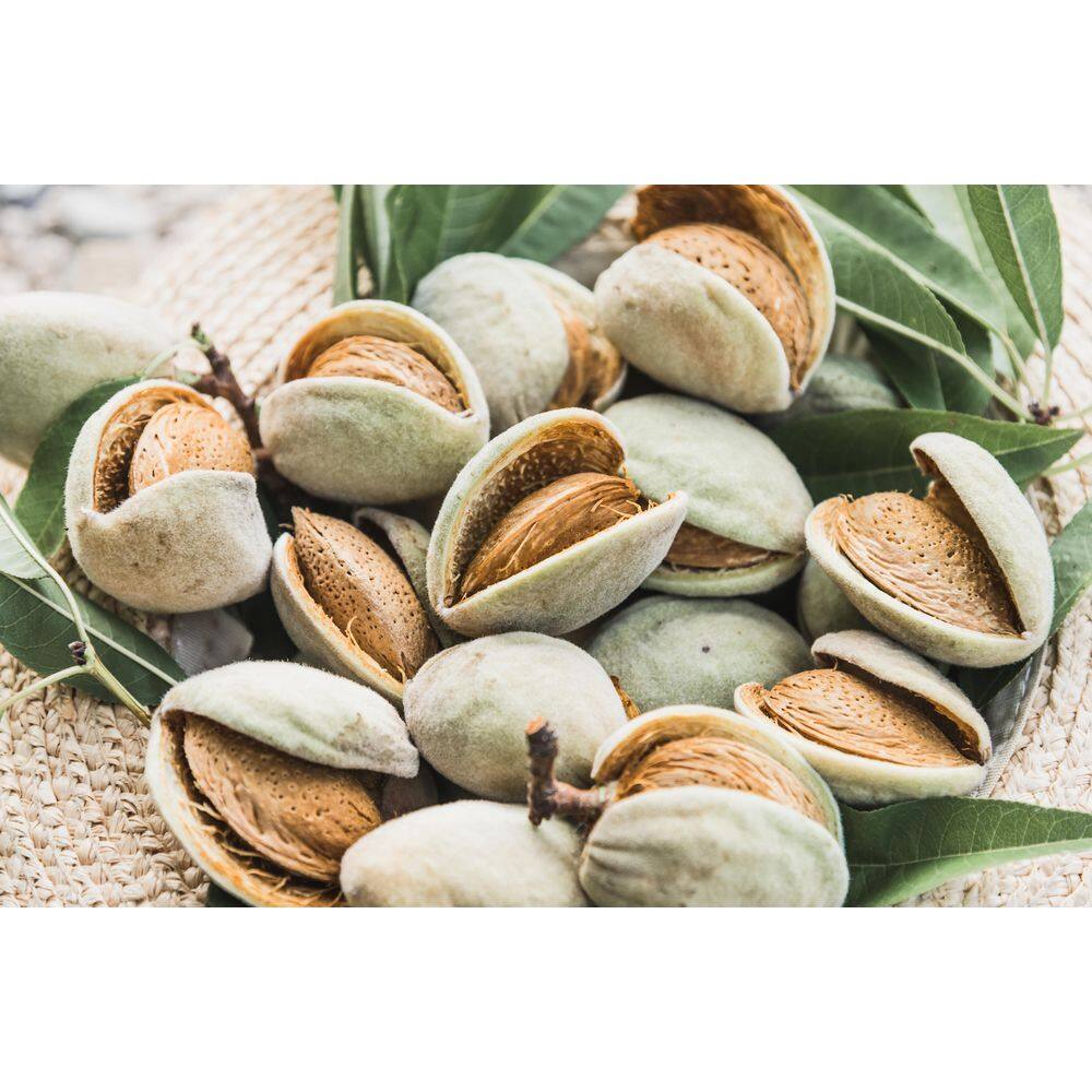 Online Orchards 3 ft. Halls Hardy Almond Bare Root Tree with Very Cold Hardy Fresh Almonds NTAL203