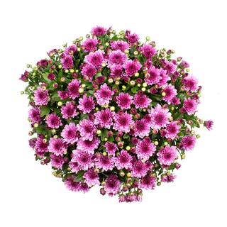 ALTMAN PLANTS 1 gal. Pink Mum Chrysanthemum (Single) 0881133