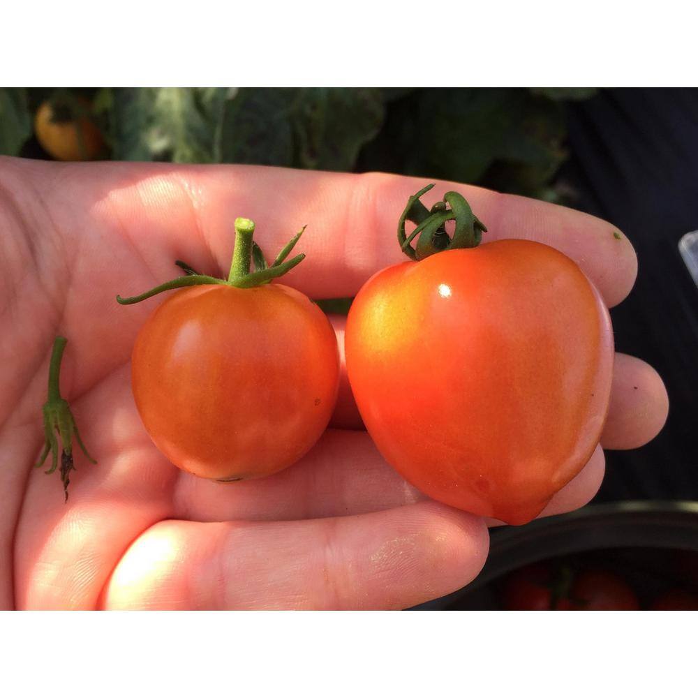 PROVEN WINNERS 15-Count Seeds Tempting Tomatoes Goodhearted (Lycopersicon) Cherry Tomato Seeds ZZRTOM100ZR04