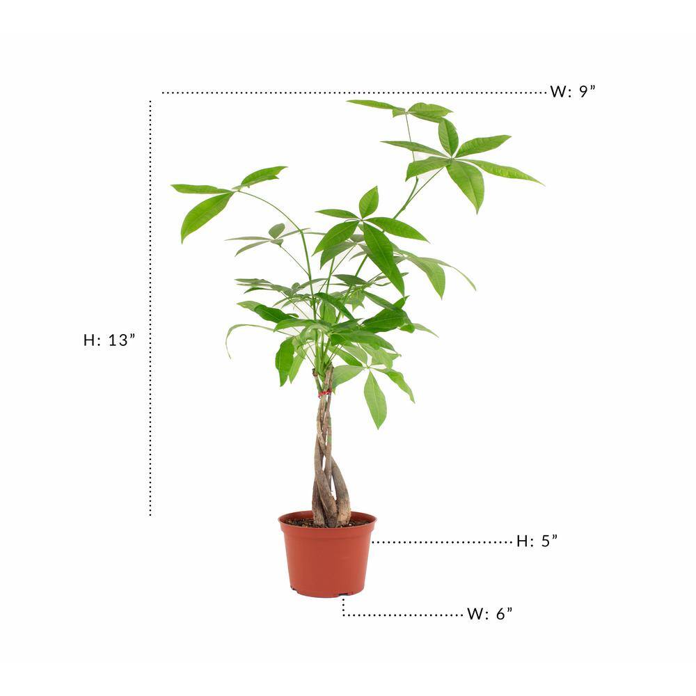 Shop Succulents Pachira Aquatica Money Tree in 6 in. Grow Pot， Live Indoor/Outdoor Houseplant 1-MONEY-6