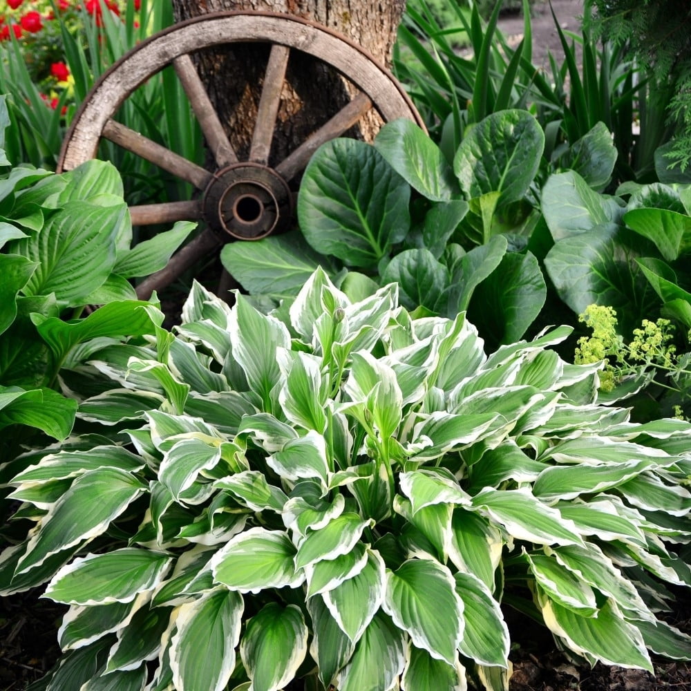 Heart Shaped Hosta 9 Bare Roots