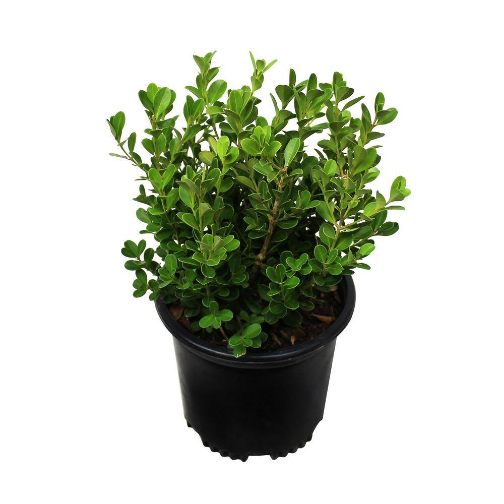 ALTMAN PLANTS 1 Gal. Japanese Boxwood Shrub Plant 0881281