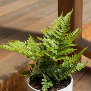 ALTMAN PLANTS 1 Gal. Autumn Fern (Dryopteris Erythrosora) Shrub Plant 0881280