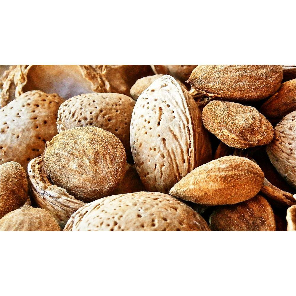 Online Orchards All-in-1 Almond Tree Bare Root NTAL001