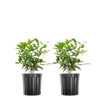 1 Gal. Evergreen Tea Olive Shrub (2-Pack) THD00064