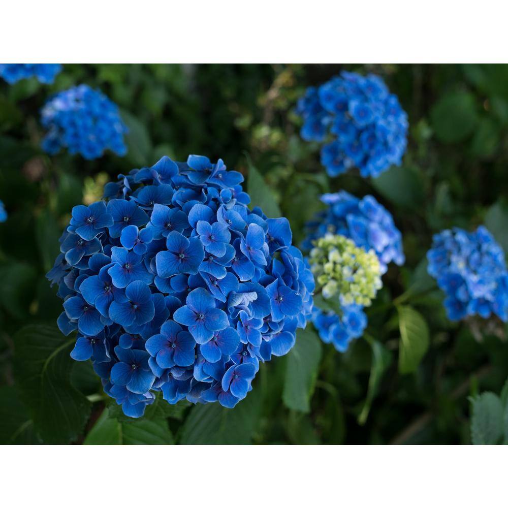 Online Orchards 1 Gal. Let's Dance Rhythmic Blue Hydrangea Shrub Reblooming Skyblue Flowers SBHD001