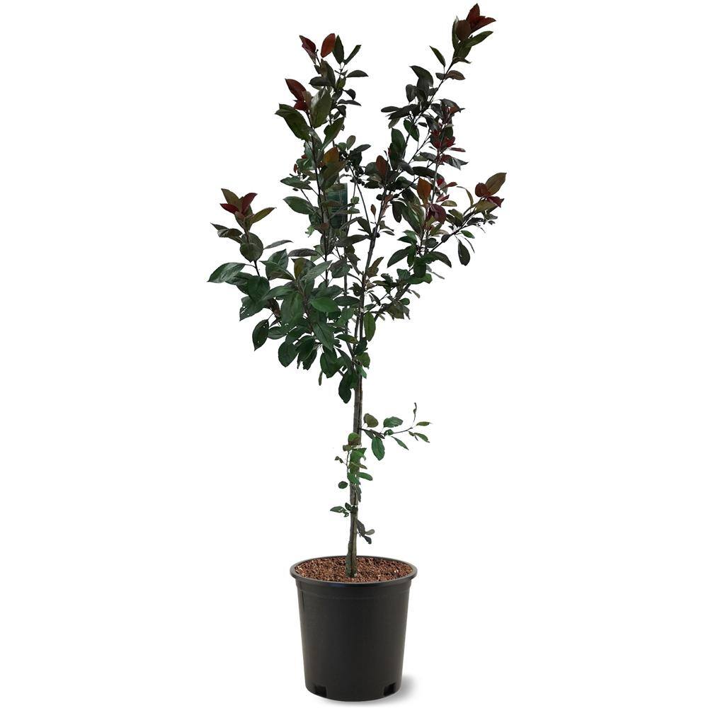 5 Gal. Harvest Gold White Flowering Deciduous Crabapple Tree CRAHAR05G