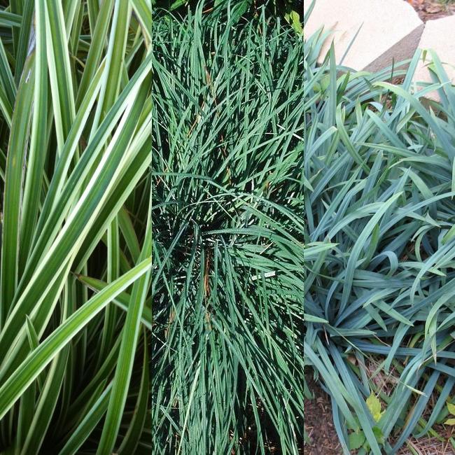 Classy Groundcovers - A collection of popular Sedges: 25 Sedge Bunny Blue  ， 25 Sedge 'Ice Dance'， 25 Blue Sedge