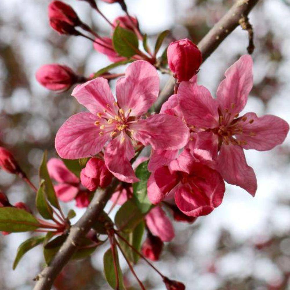 1 Gal. Robinson Crabapple Tree CRAROB01G