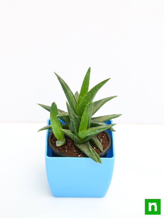 Aloe barbadensis vera - Succulent Plant