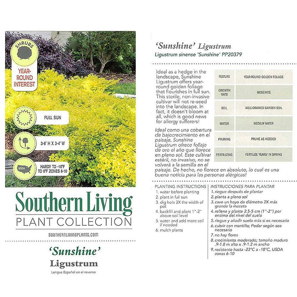 SOUTHERN LIVING 2 Gal. Sunshine Ligustrum Privet Shrub with Golden-Yellow Foliage 14434