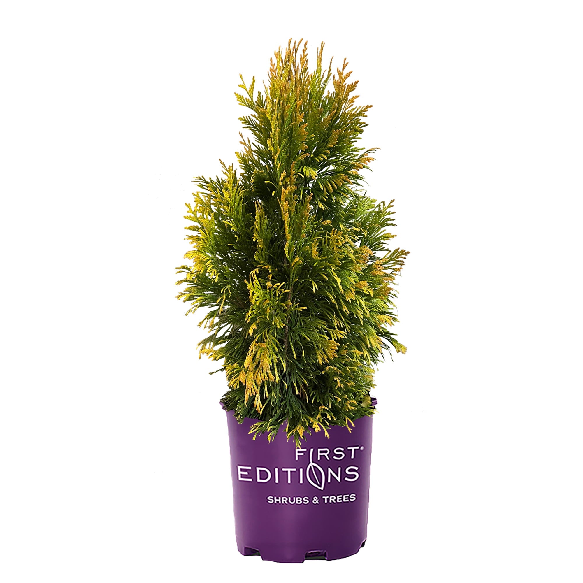 FIRST EDITIONS 2G Arborvitae， Lemon Burst