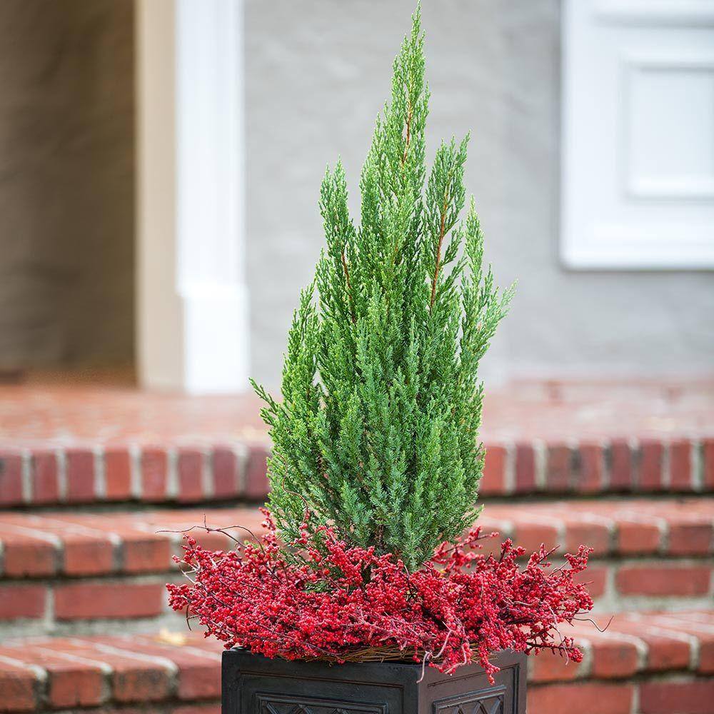 FLOWERWOOD 2.5 Qt. Blue Point Juniper - Live Evergreen ShrubTree 3373Q