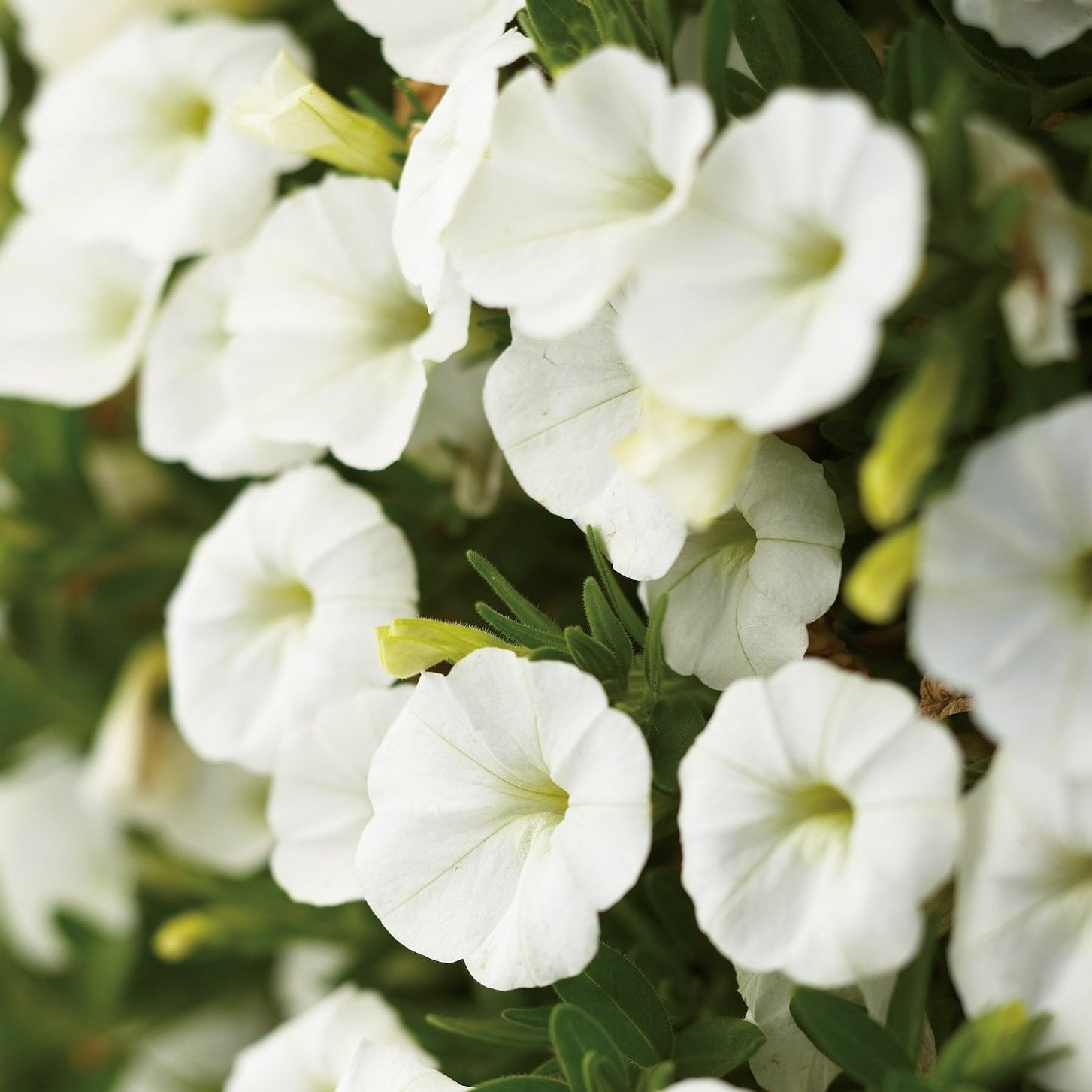 4.25 in. Eco+Grande， Superbells White (Calibrachoa) Live Plants， White Flowers (4-Pack)