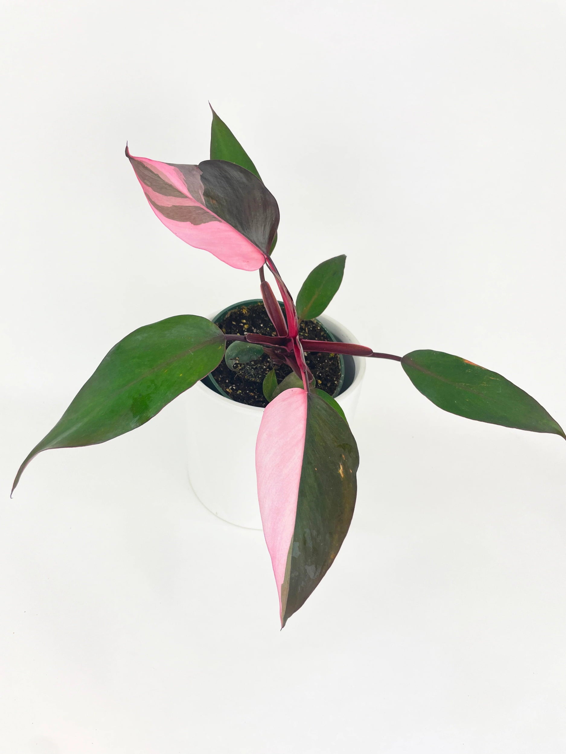 Philodendron Pink Princess