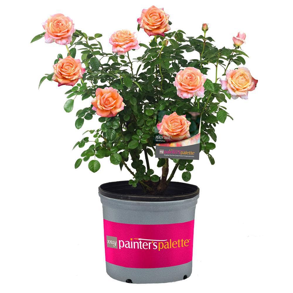 PAINTERS COLLECTION 2 Gal. Peach Swirl Rose with Variegated Peach Flowers 17522