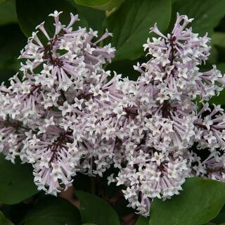 Spring Hill Nurseries 2.25 Gal. Pot Miss Kim Lilac (Syringa) Live Deciduous Shrub (1-Pack) 82948