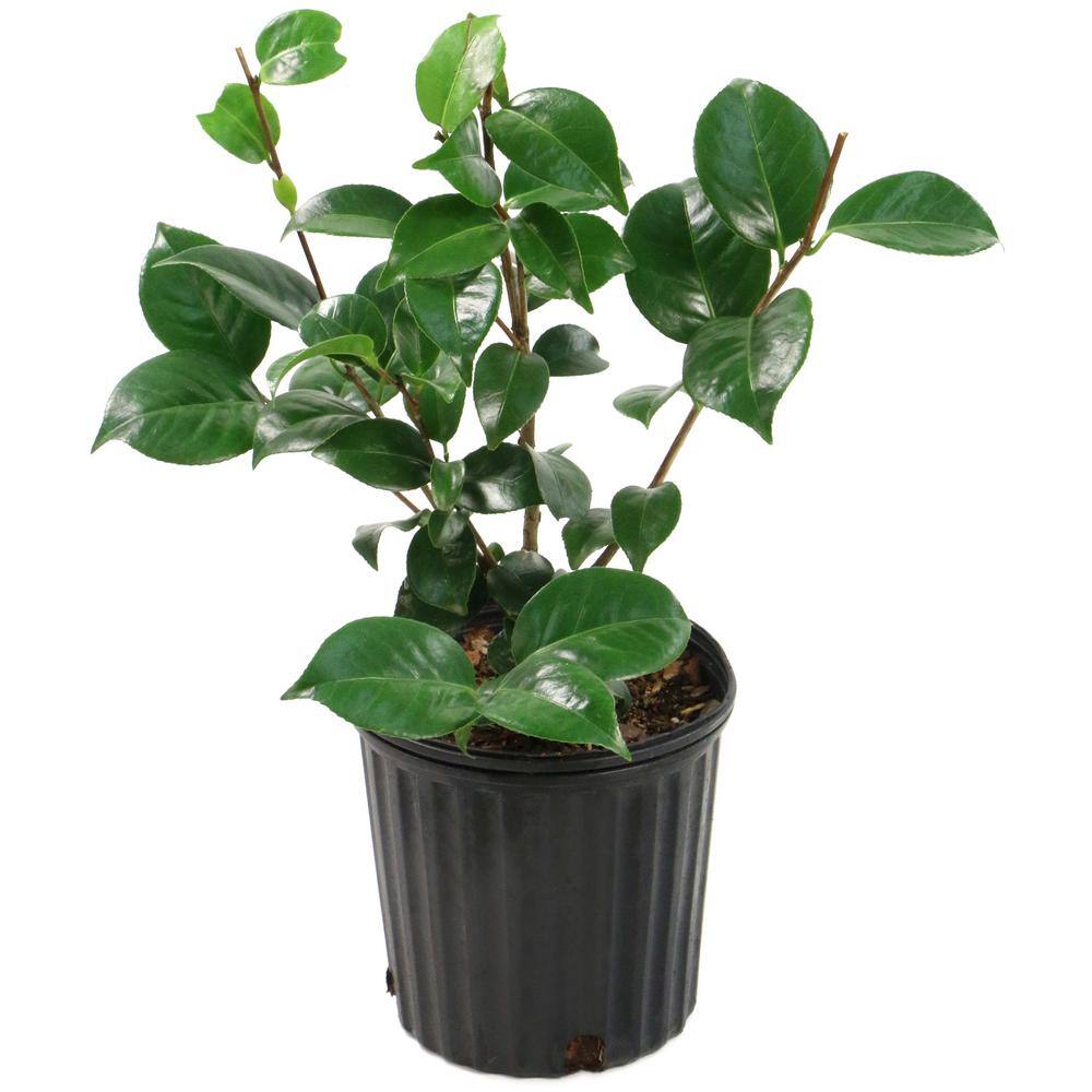 national PLANT NETWORK 2.5 Qt. Professor Sargent Camellia Japonica Plant with Red Blooms HD7503