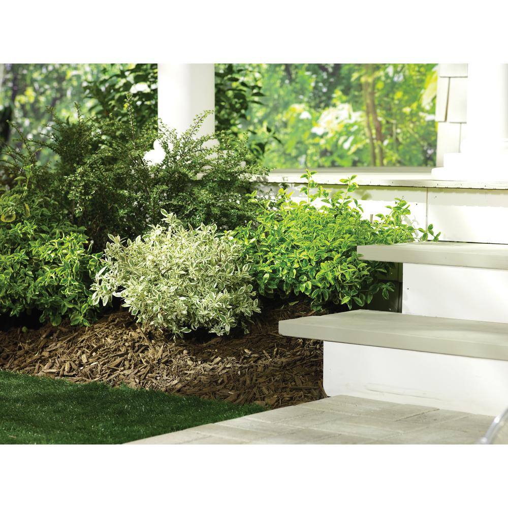 PROVEN WINNERS 4.5 in. Qt. Gold Splash Wintercreeper (Euonymus) Live Evergreen Shrub Green and Yellow Foliage EUOPRC1017800