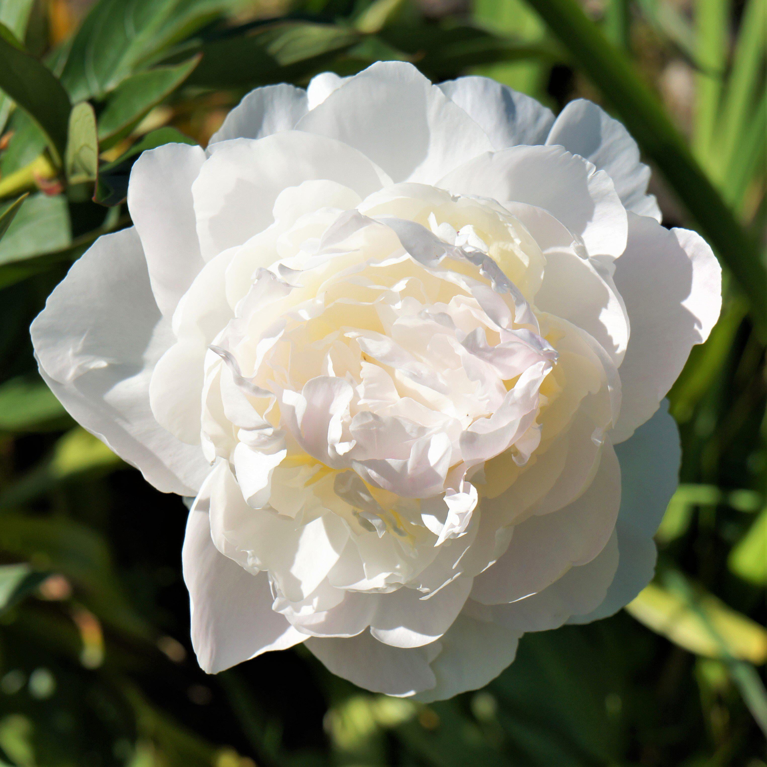 Peony Officinalis Alba Plena (1 pack) Division， White Flowers - Professional Growers from Easy to Grow