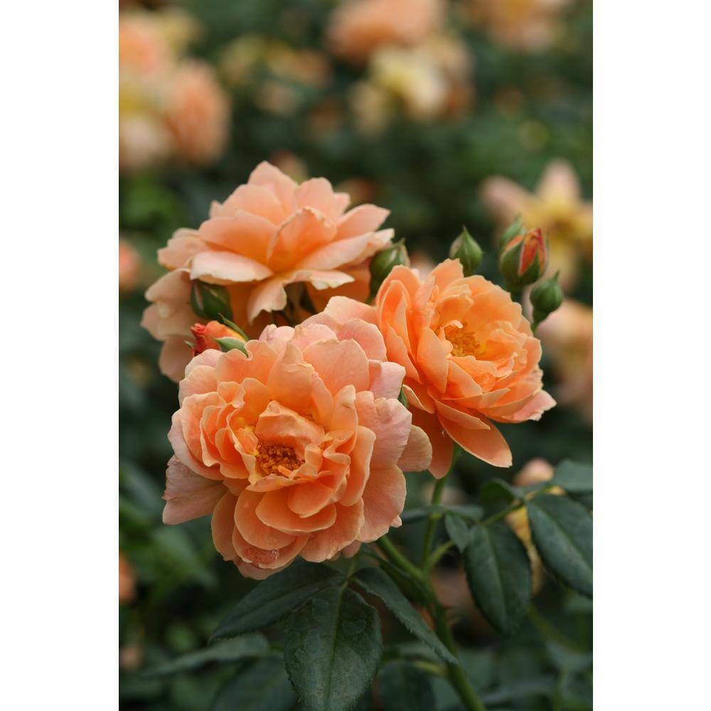 PROVEN WINNERS 4.5 in. Qt. At Last Rose (Rosa) Live Shrub Orange Flowers ROSPRC2017800