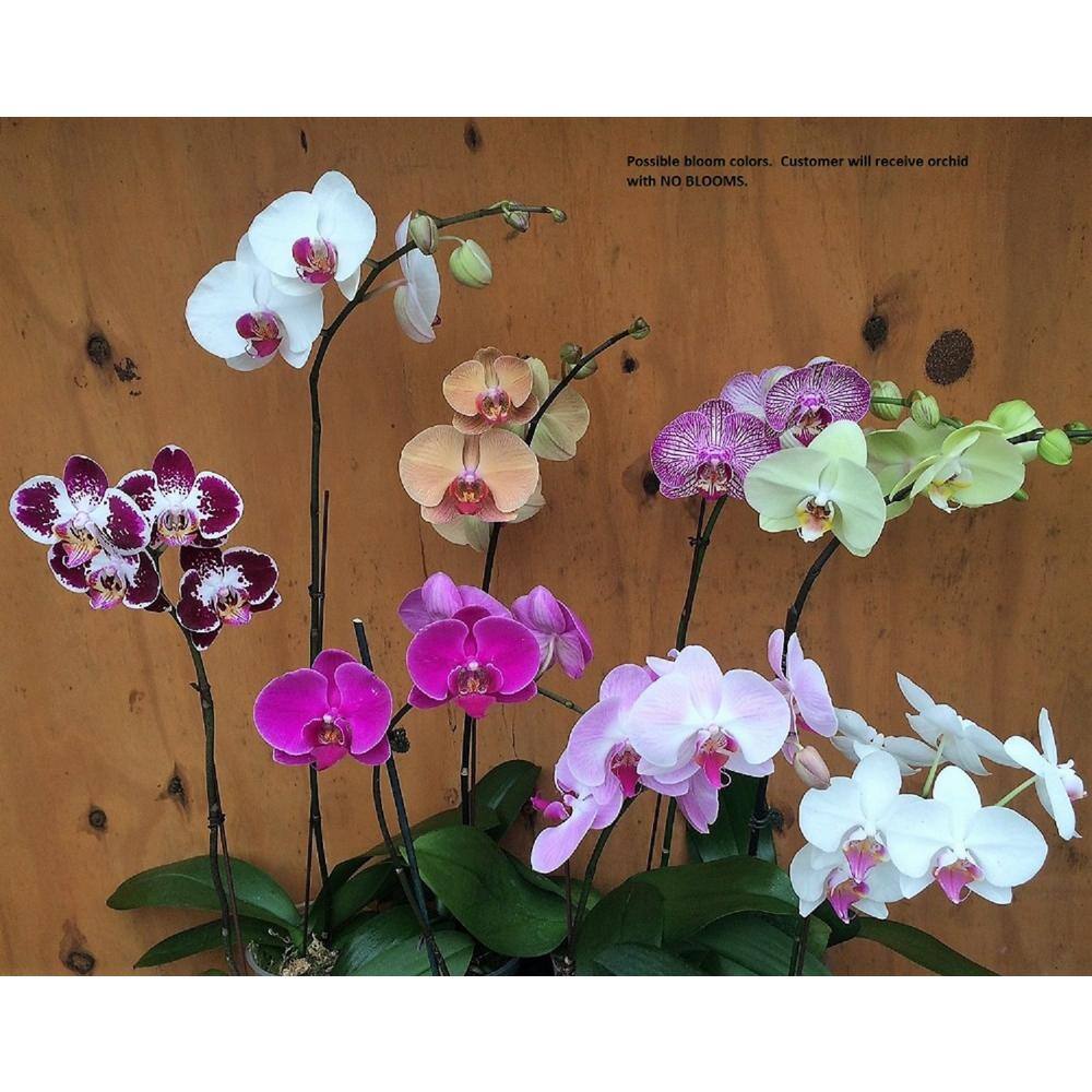 Grower's Orchid Phalaenopsis in 5 in. Plastic Pot GROPHALPK1