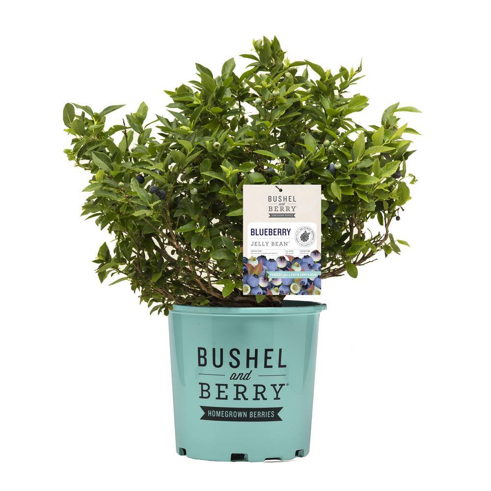 BUSHEL AND BERRY 1 Gal. Bushel and Berry Jelly Bean Blueberry Live Plant 19826