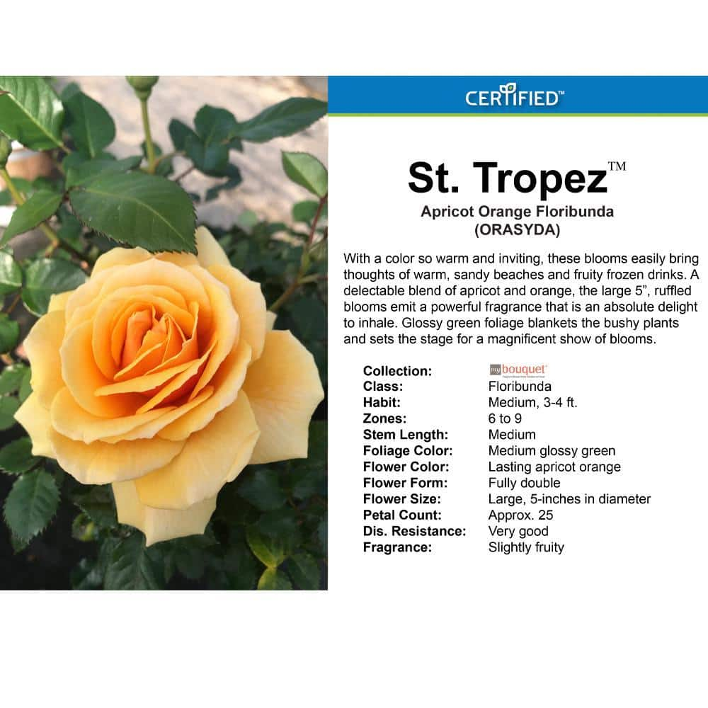 My Bouquet 2 Gal. St. Tropez Rose with Apricot-Orange Flowers 17552