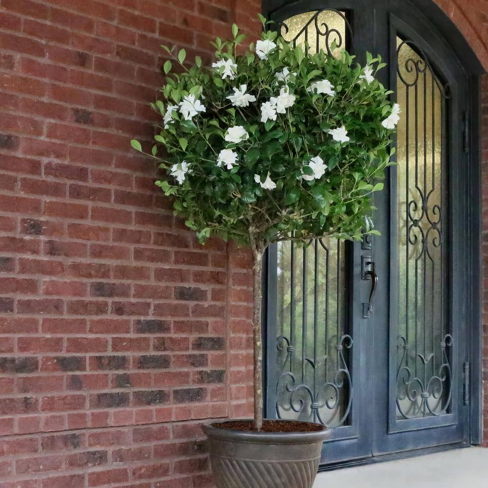 national PLANT NETWORK 3 gal. Gardenia Aimee Tree HD1891