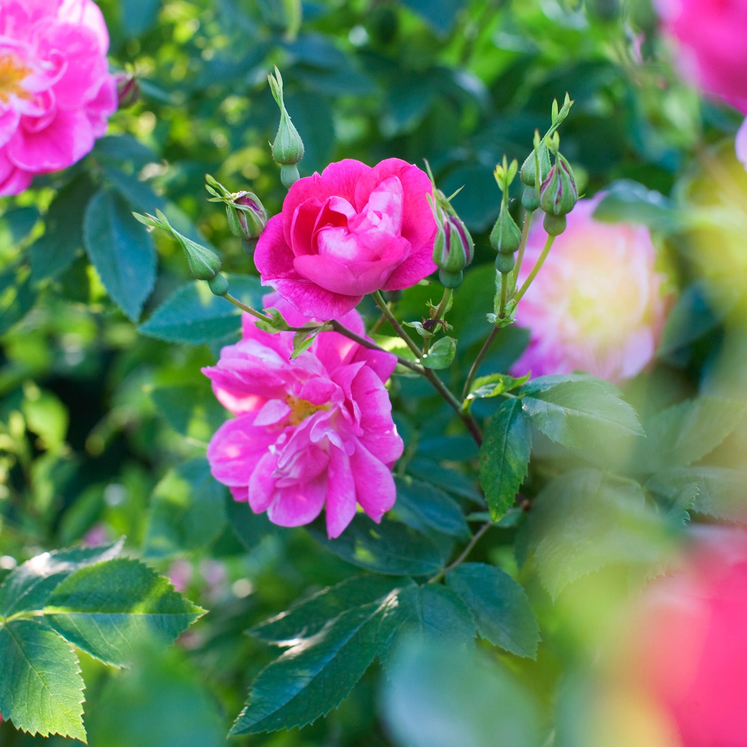 William Baffin Dormant Bare Root Climbing Rose， Includes one dormant plant per order