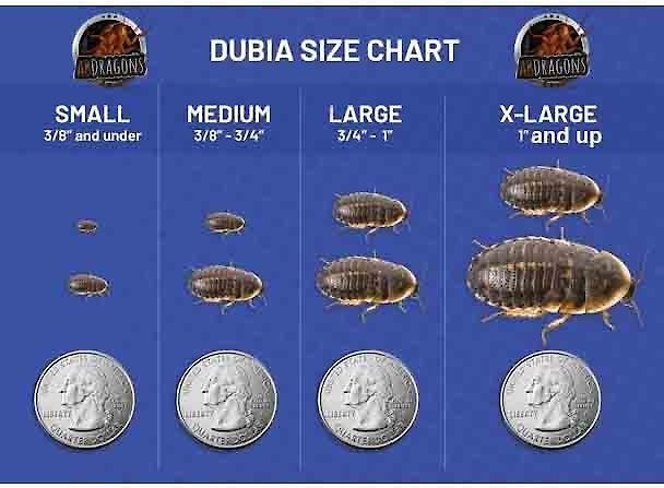 ABDragons X-Large Dubia Roaches Small Pet and Reptile Food