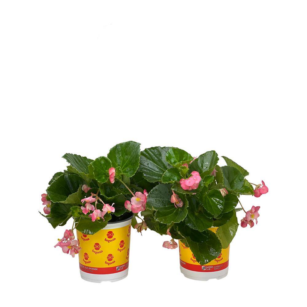 Pure Beauty Farms 2.5 qt. Big Begonia Plant Green Leaf Pink Flower in Grower's Pot (2-Pack) DC1GBIGBEGGLP2