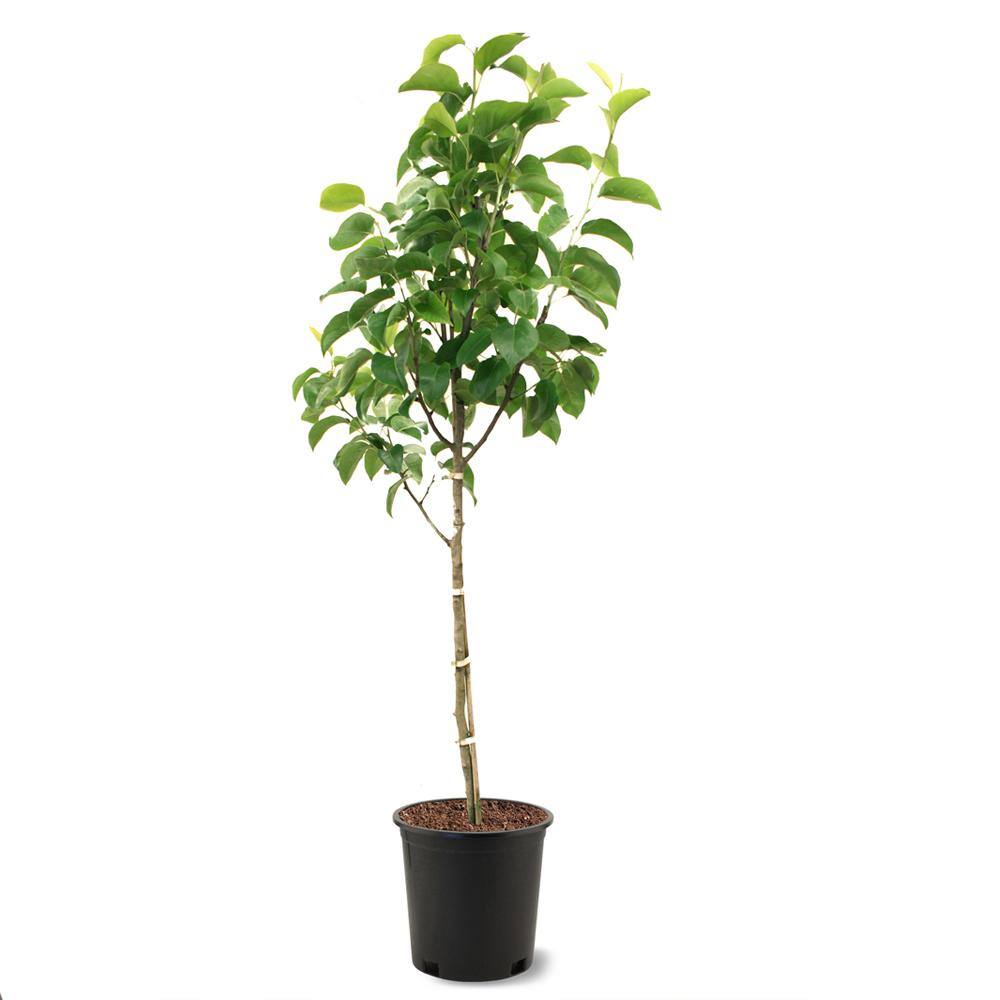 5 Gal. Flordahome Pear Tree PEAFLO05G