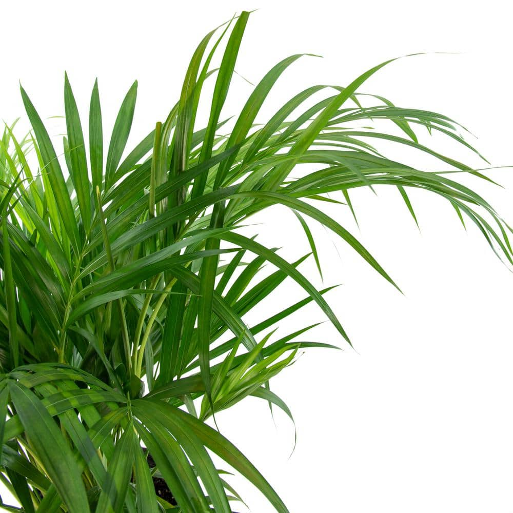 national PLANT NETWORK Areca Palm (Dypsis) in 10 in. Grower Container (1-Plant) HD7748