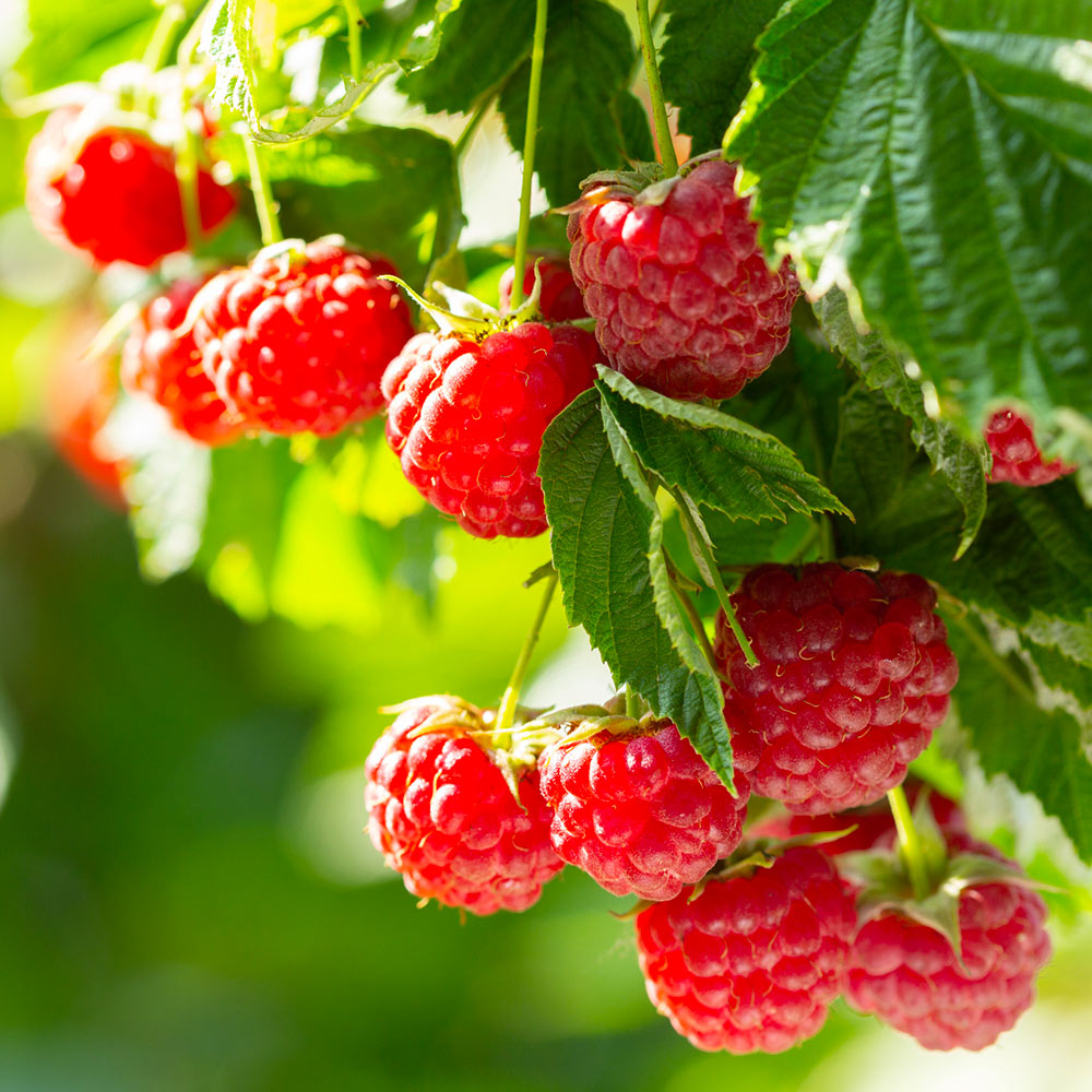 Caroline Raspberry Bush