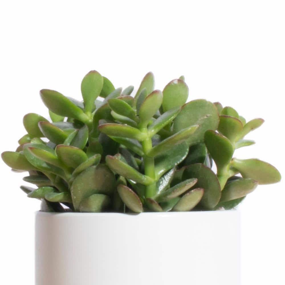 Shop Succulents Jade Succulent Ceramic White Cylinder Planter 1-WH-CYL-JADE-4