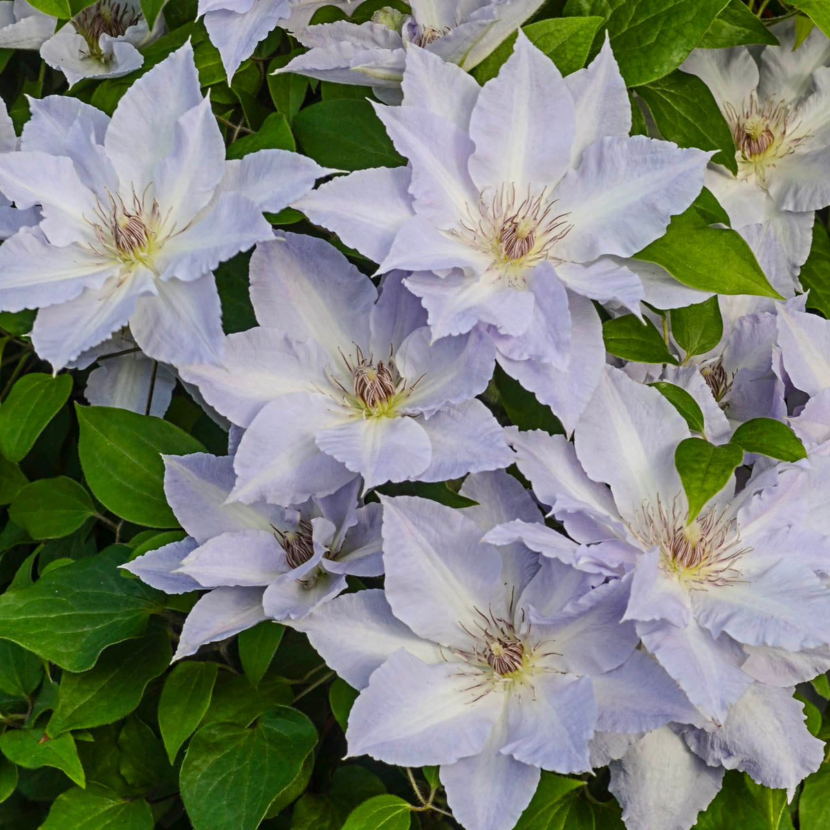 Tranquilite Clematis Vine， Bare Root Starter Perennial Plant (1-Pack)