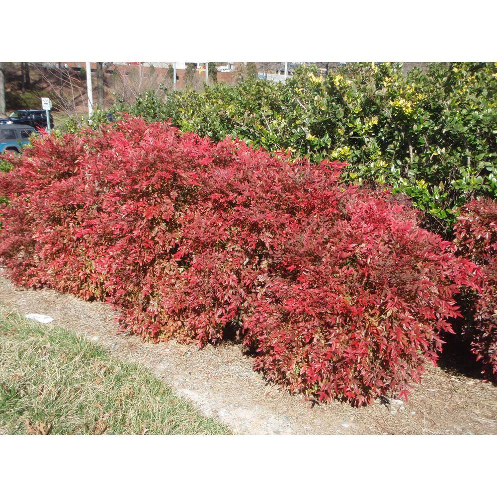 Online Orchards 1 Gal. Gulf Stream Heavenly Bamboo Flowering Shrub With Long White Flowers and Multi-Colored Rich Red Foliage (2-Pack) SBHV001