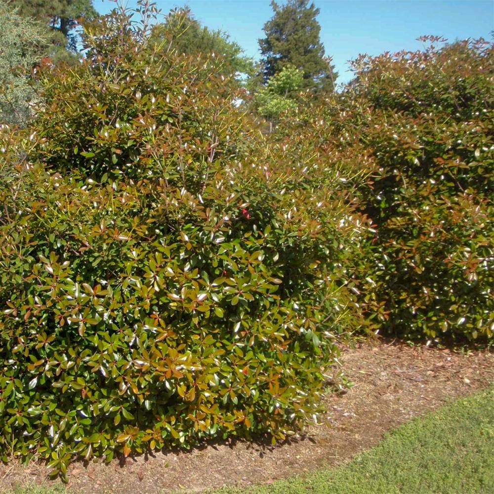 SOUTHERN LIVING 3 Gal. Bronze Beauty Cleyera - Live Compact Evergreen Shrub Glossy Foliage 55043
