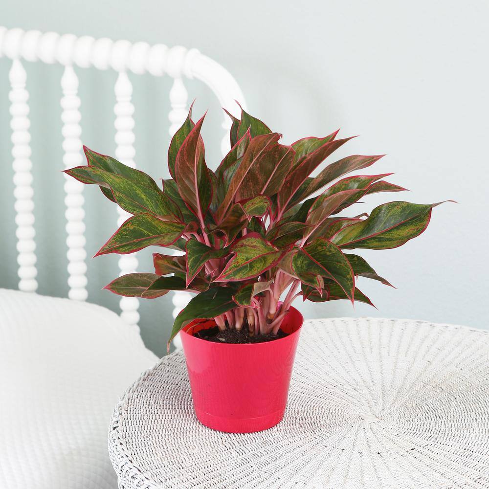 Vigoro Grower's Choice Aglaonema Chinese Evergreen Indoor Plant in 6 in. White Décor Pot Avg. Shipping Height 1-2 ft. (2-Pack) CO.AGS6.3.VI.WH