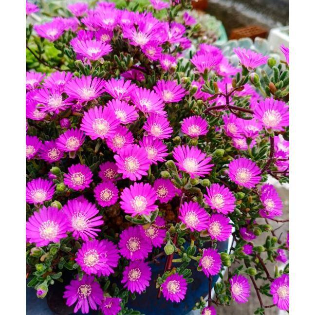 Zeus  Ruta Pink Ice Plant Pink Blossom Color Suitable for Spring Summer Fall HWB-949