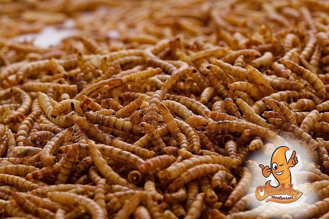 Chubby Mealworms Dried Mealworms