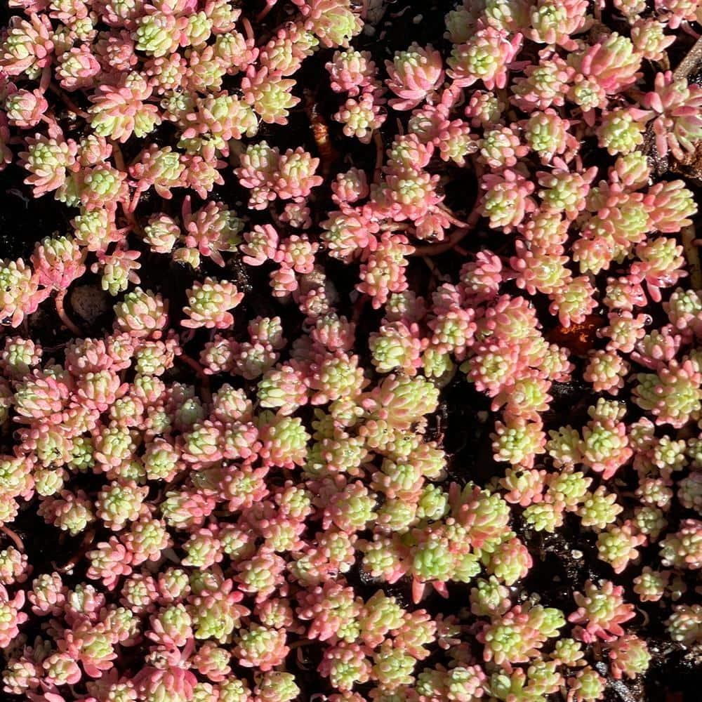 Cesicia 4 in. D x 3.5 in. H Non-Fragrant Sedum Blue Carpet with Pink Flowers (5-Pack) BlueCarpet3