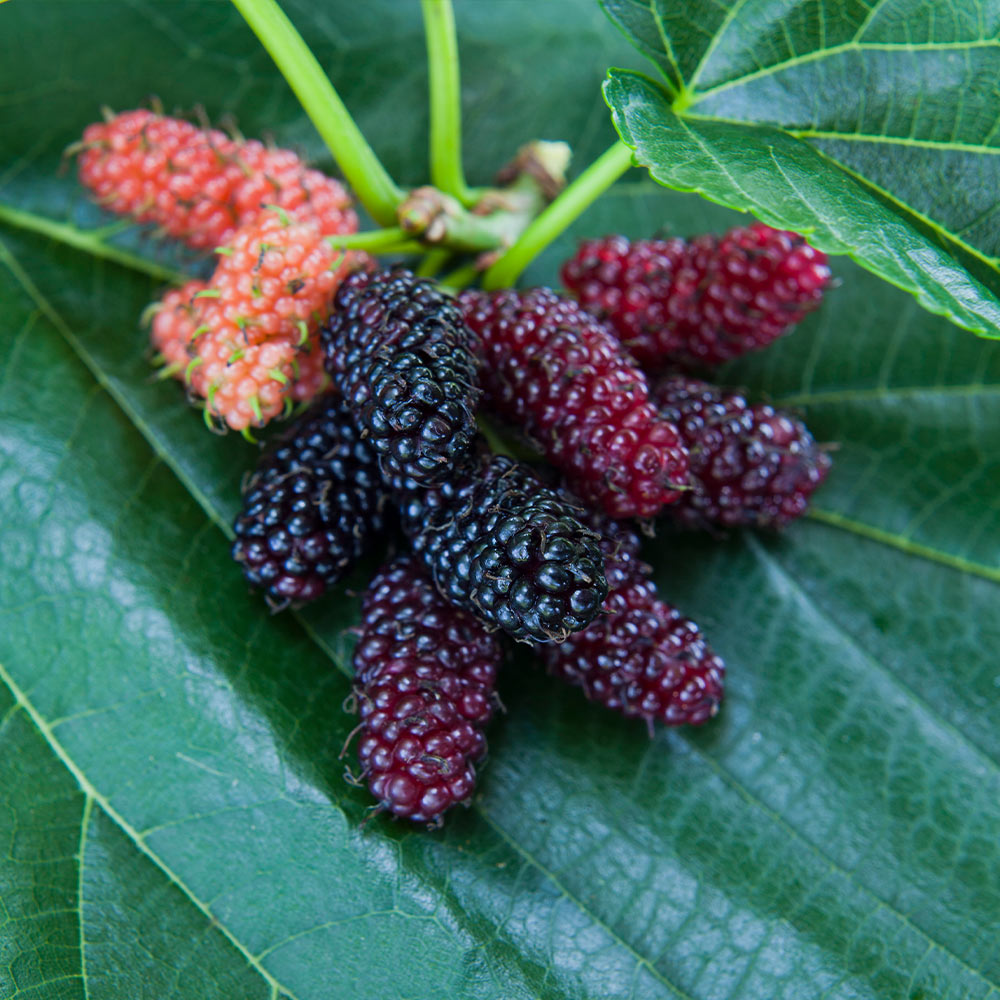 Everbearing Mulberry Tree